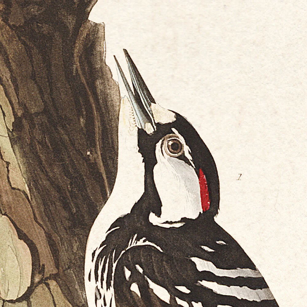 Red Cockaded Woodpecker | Audubon Art Prints Plate 389 — Audubon